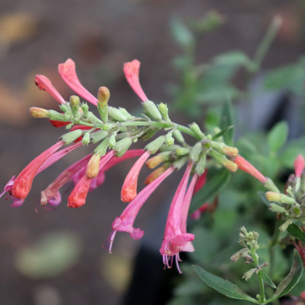 Agastache Kudos Coral - Agastache hybride rouge corail.