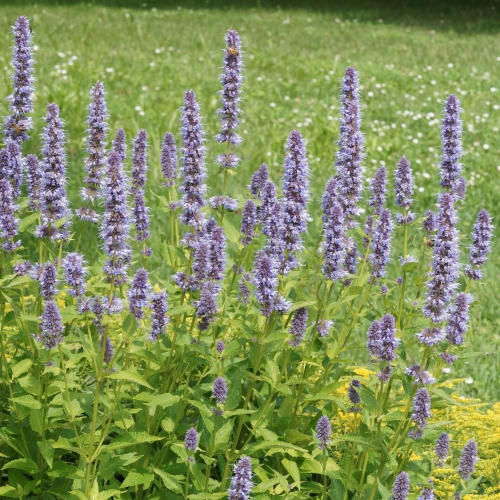 Agastache Blue Fortune