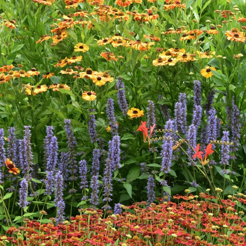 Agastache Blue Fortune