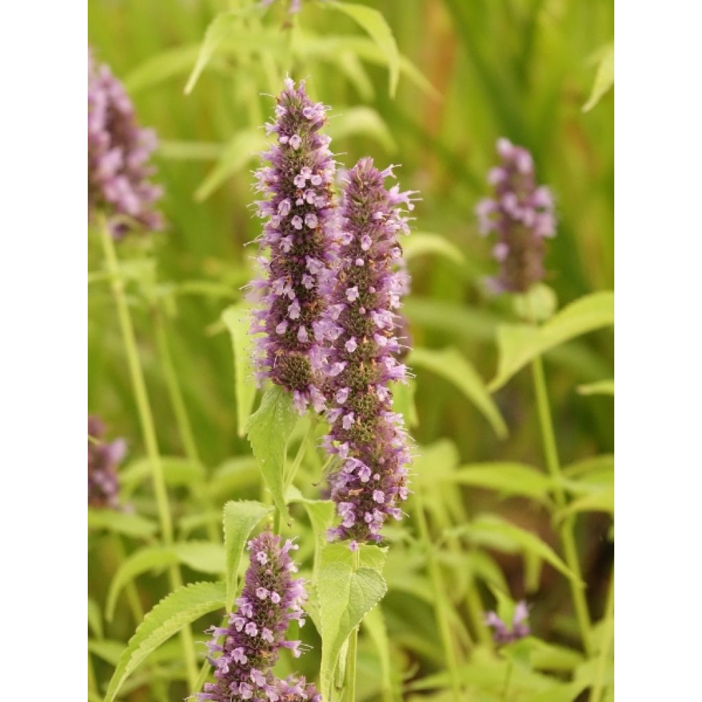 Agastache Black Adder