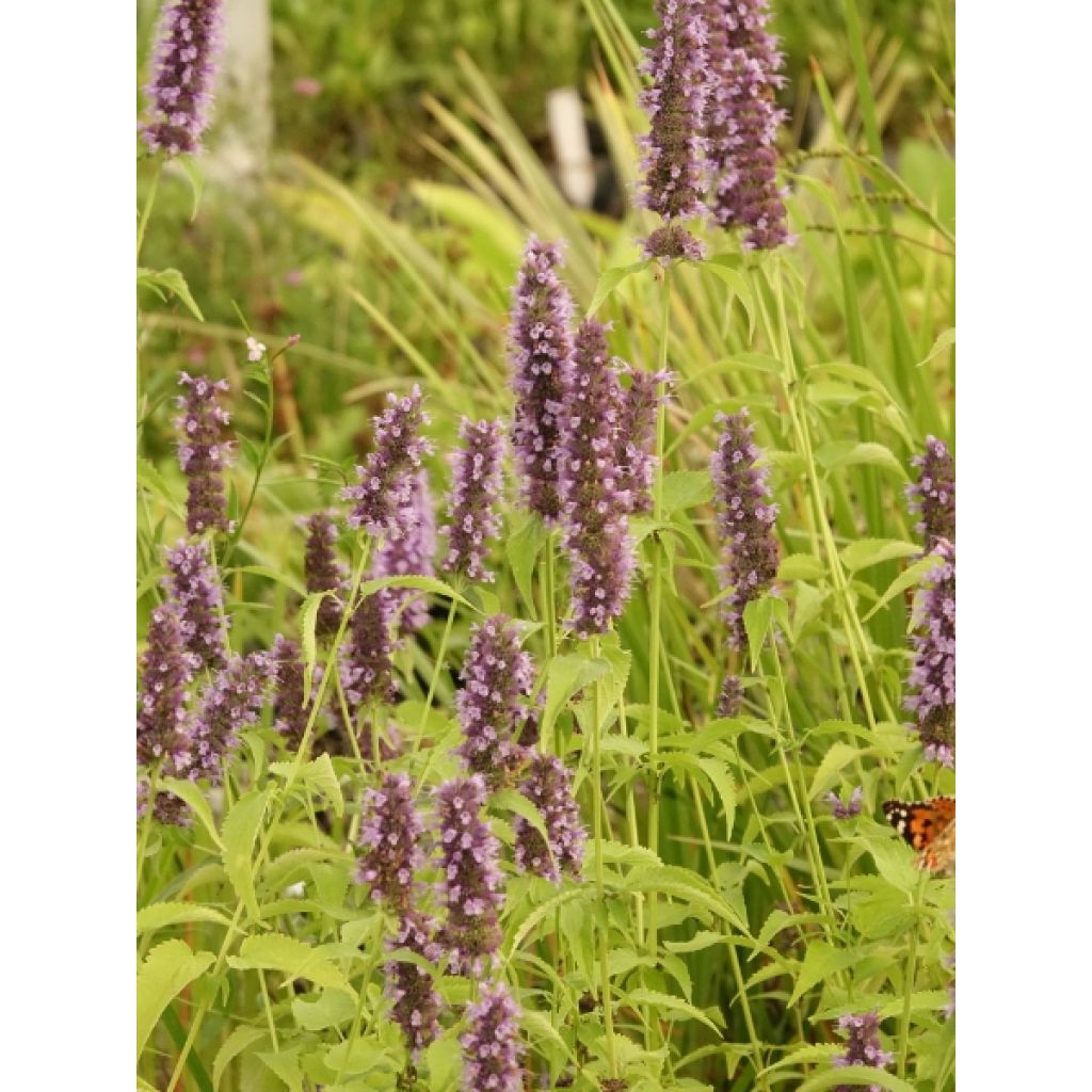 Agastache Black Adder