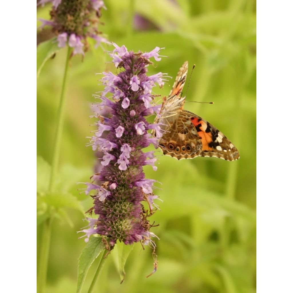 Agastache Black Adder
