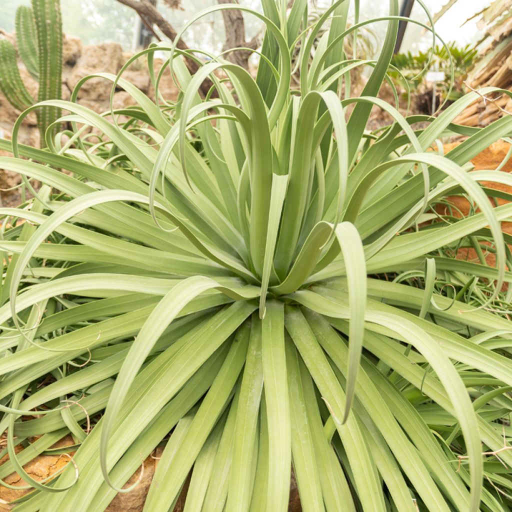Agave bracteosa