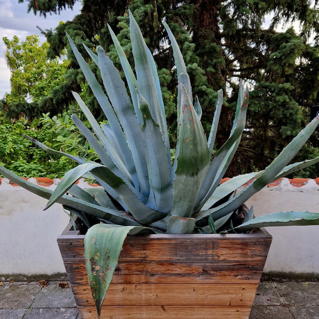 Agave chrysantha - Agave doré
