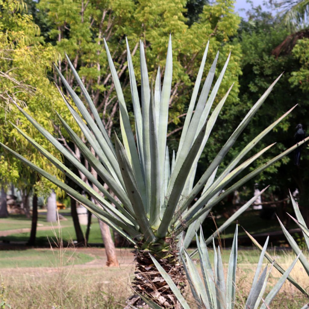 Agave fourcroydes - Henequen