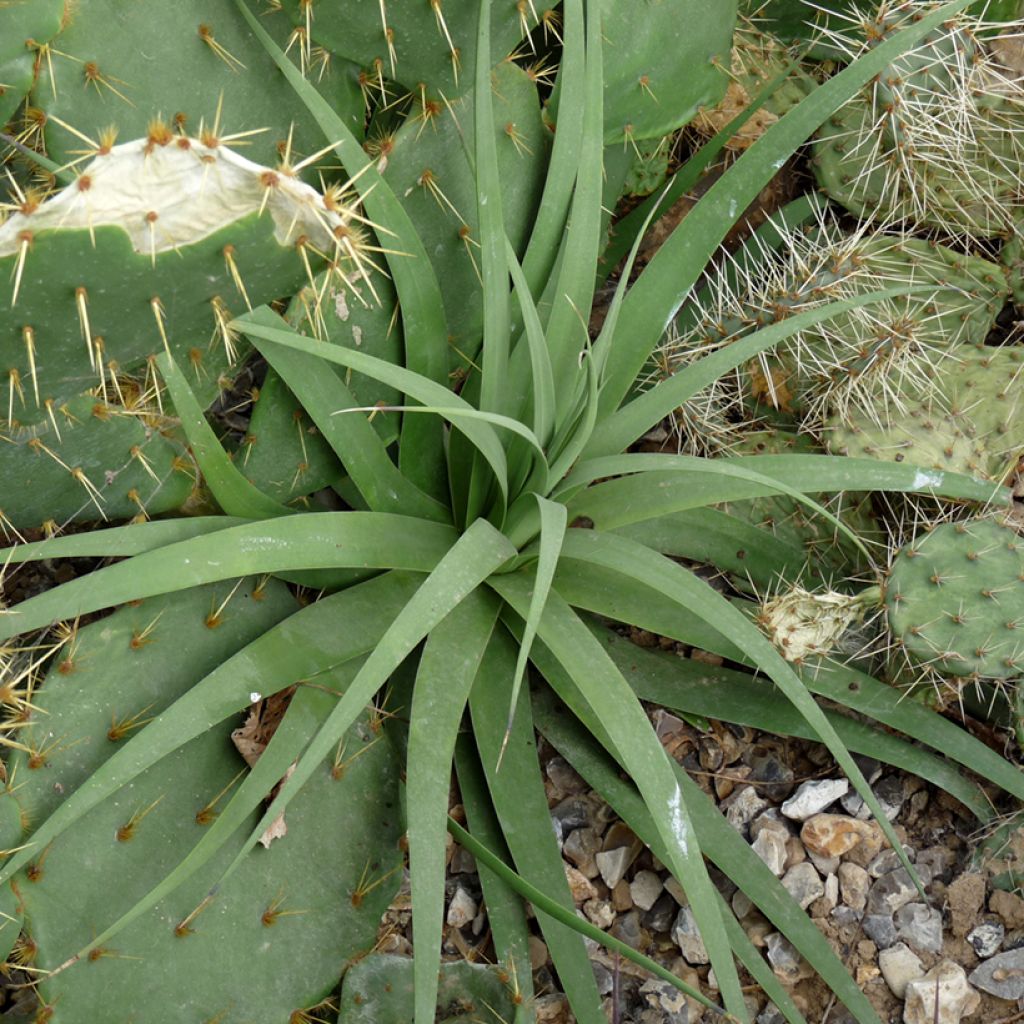 Agave bracteosa