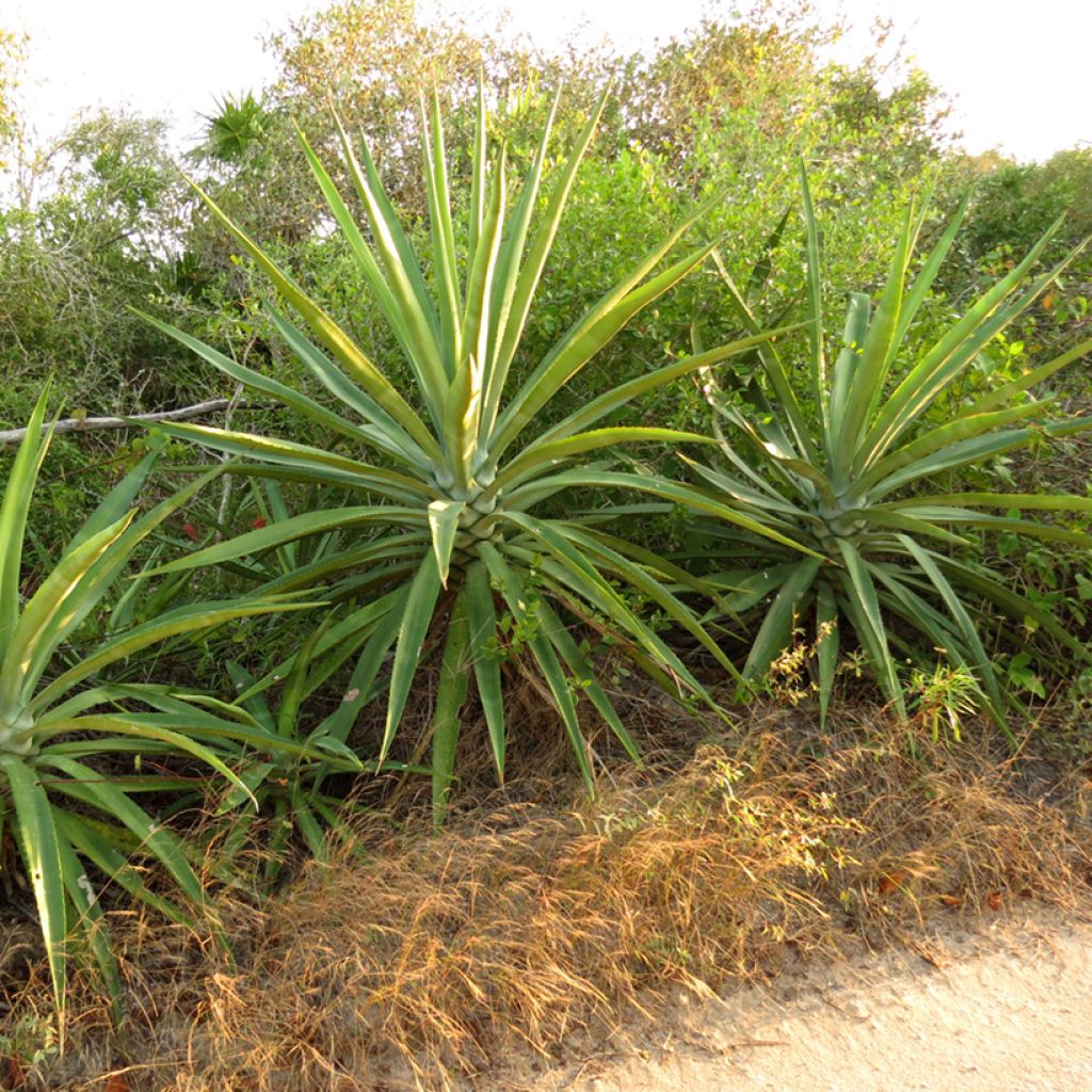 Agave fourcroydes - Henequen