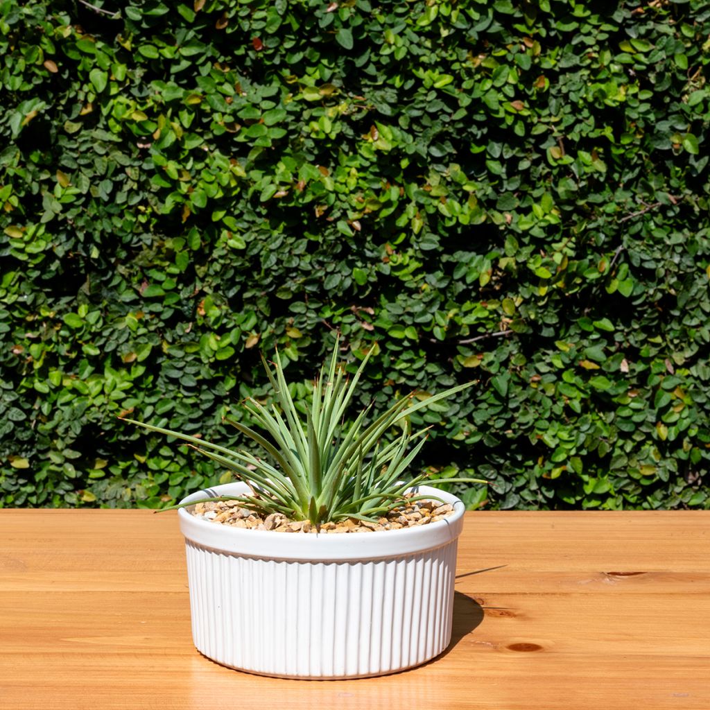 Agave stricta Nana
