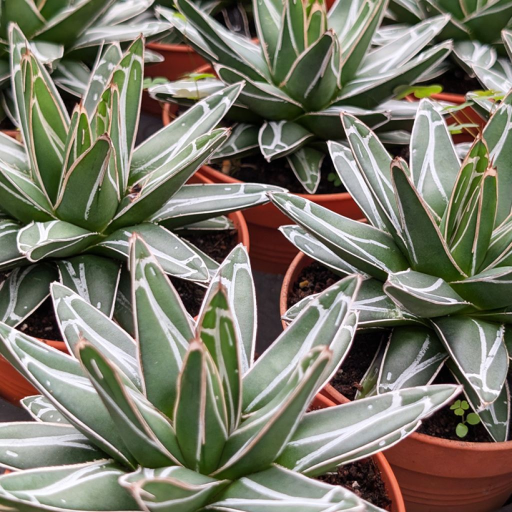 Agave victoriae reginae - Agave de la Reine Victoria