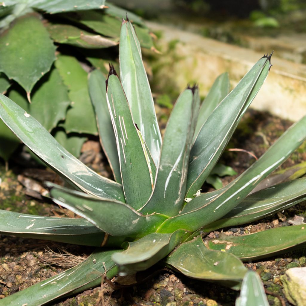 Agave victoriae reginae - Agave de la Reine Victoria