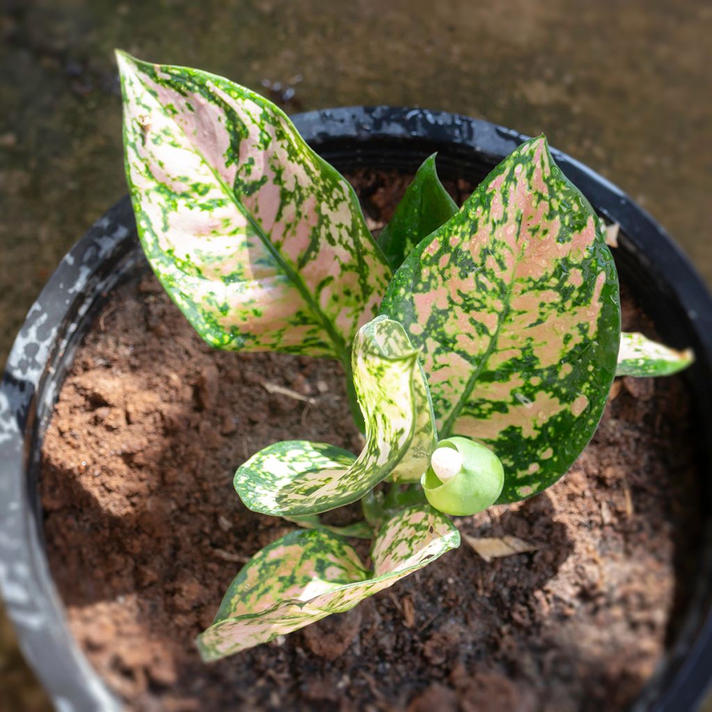 Aglaonema Beauty