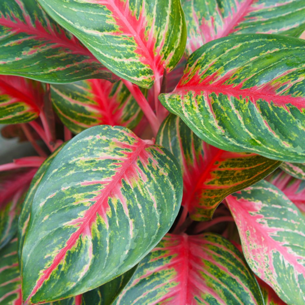 Aglaonema Red Dragon