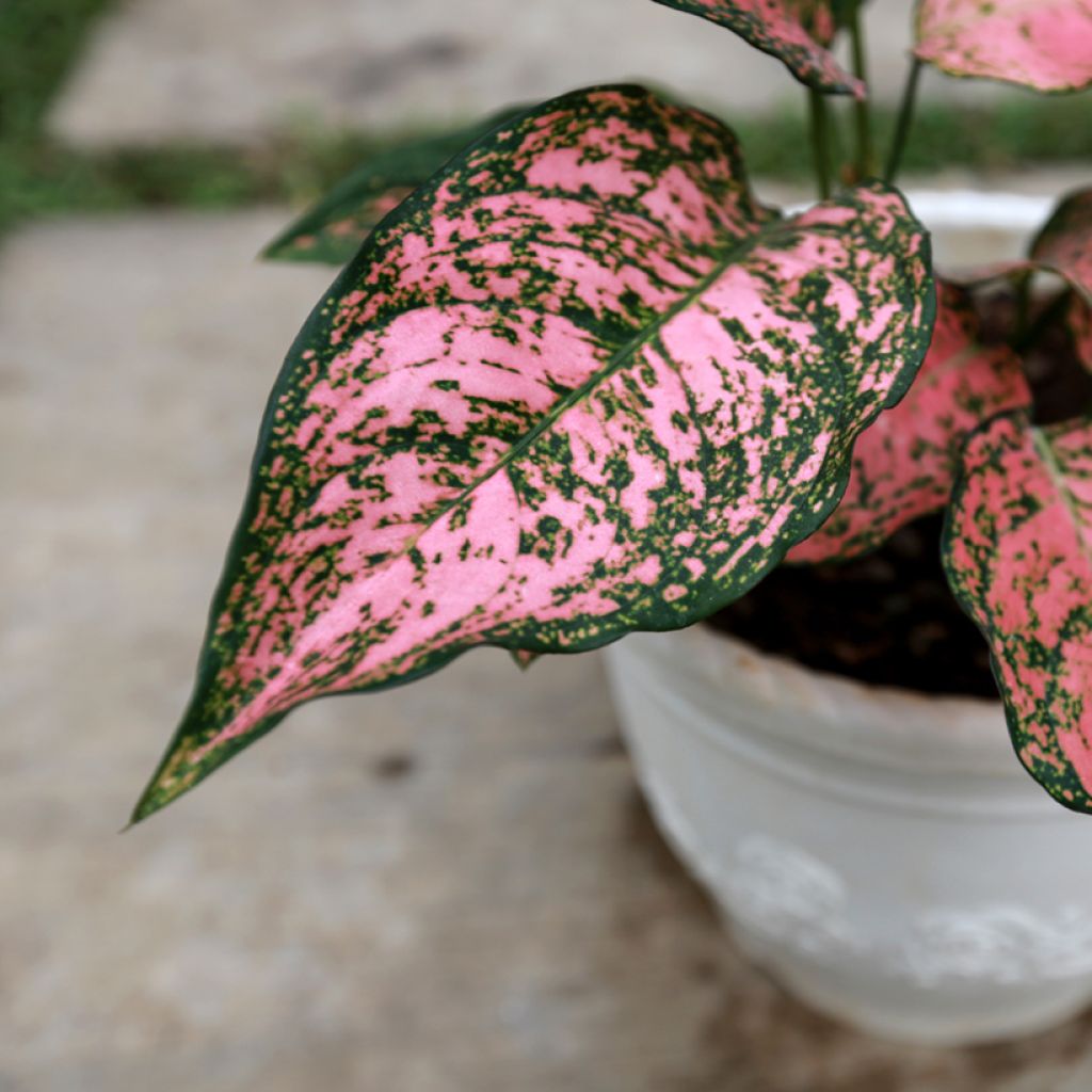 Aglaonema Red Valentine