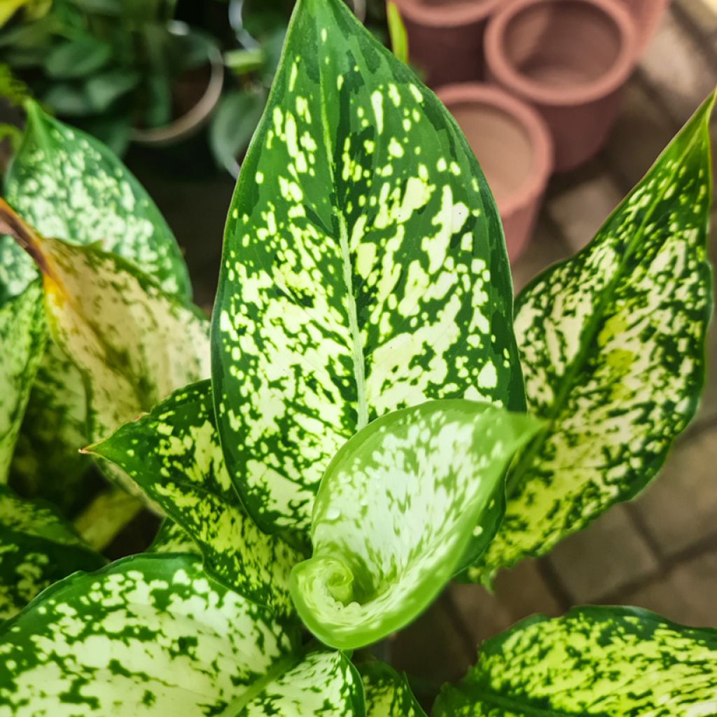 Aglaonema Snowflake