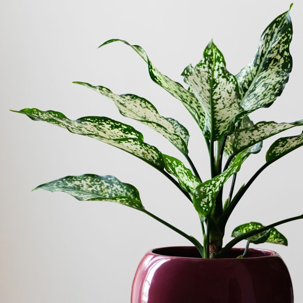 Aglaonema Snowflake
