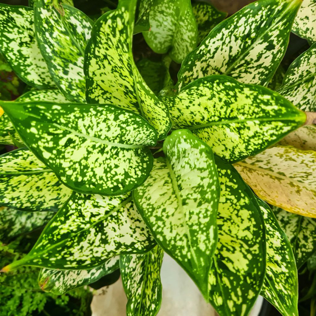 Aglaonema Snowflake