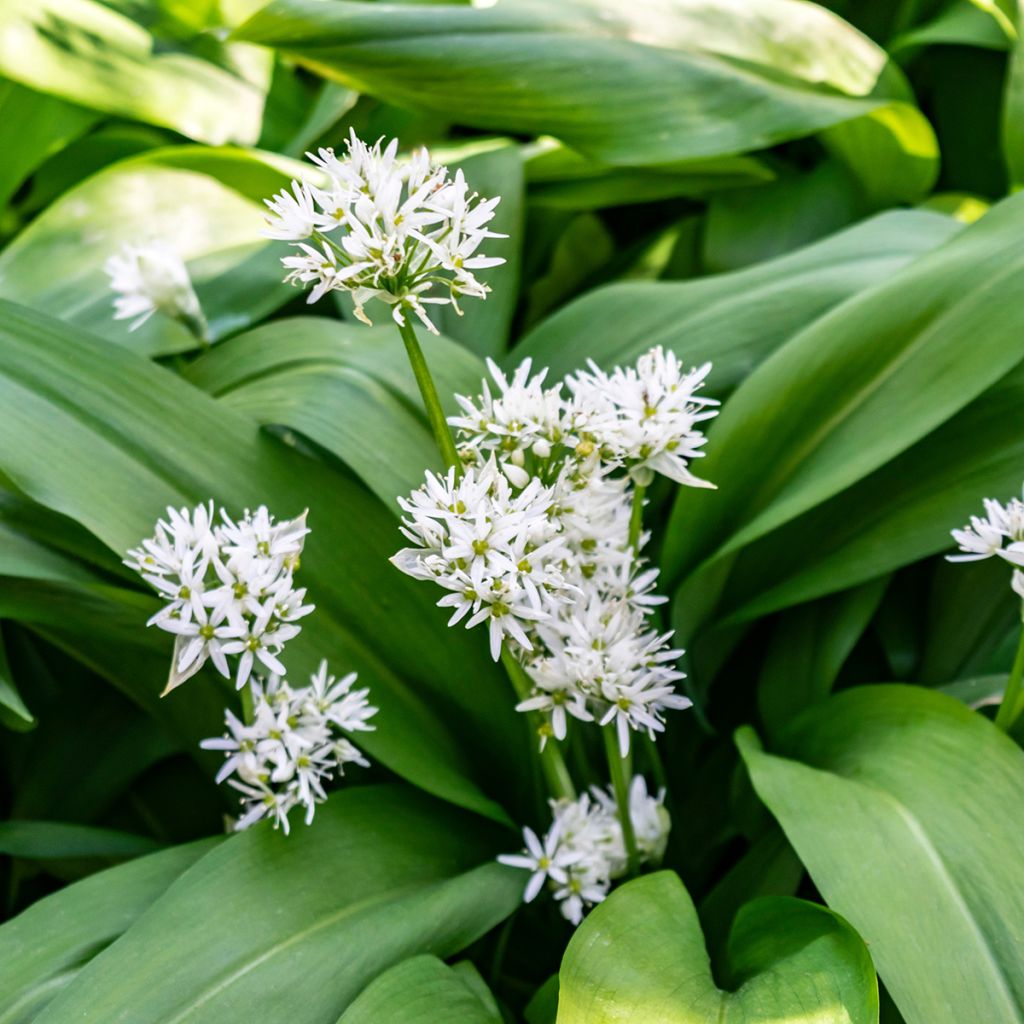 Ail des Ours - Allium ursinum