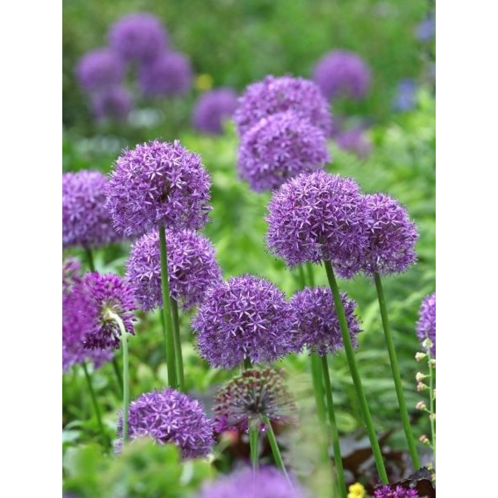 Ail d'ornement - Allium Globemaster