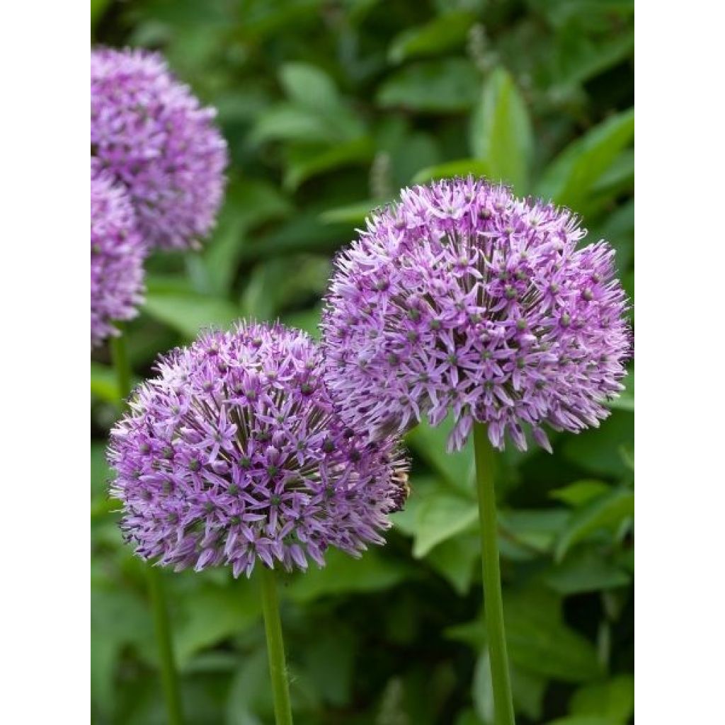 Ail d'ornement - Allium Globemaster