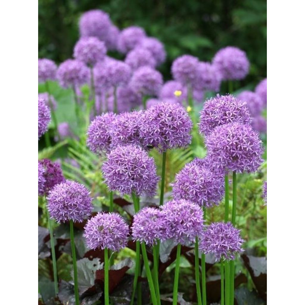 Ail d'ornement - Allium Globemaster