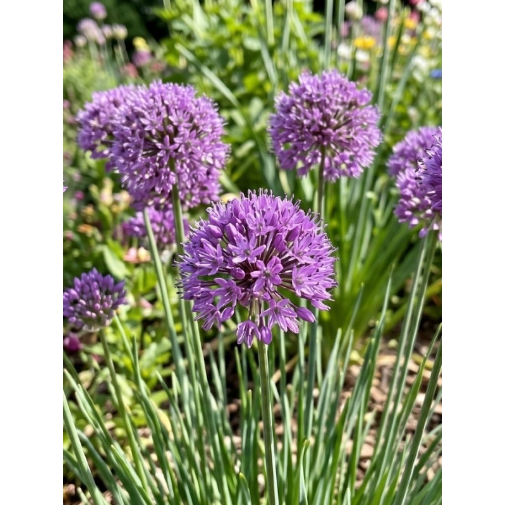 Ail d'ornement - Allium Little Sapphire