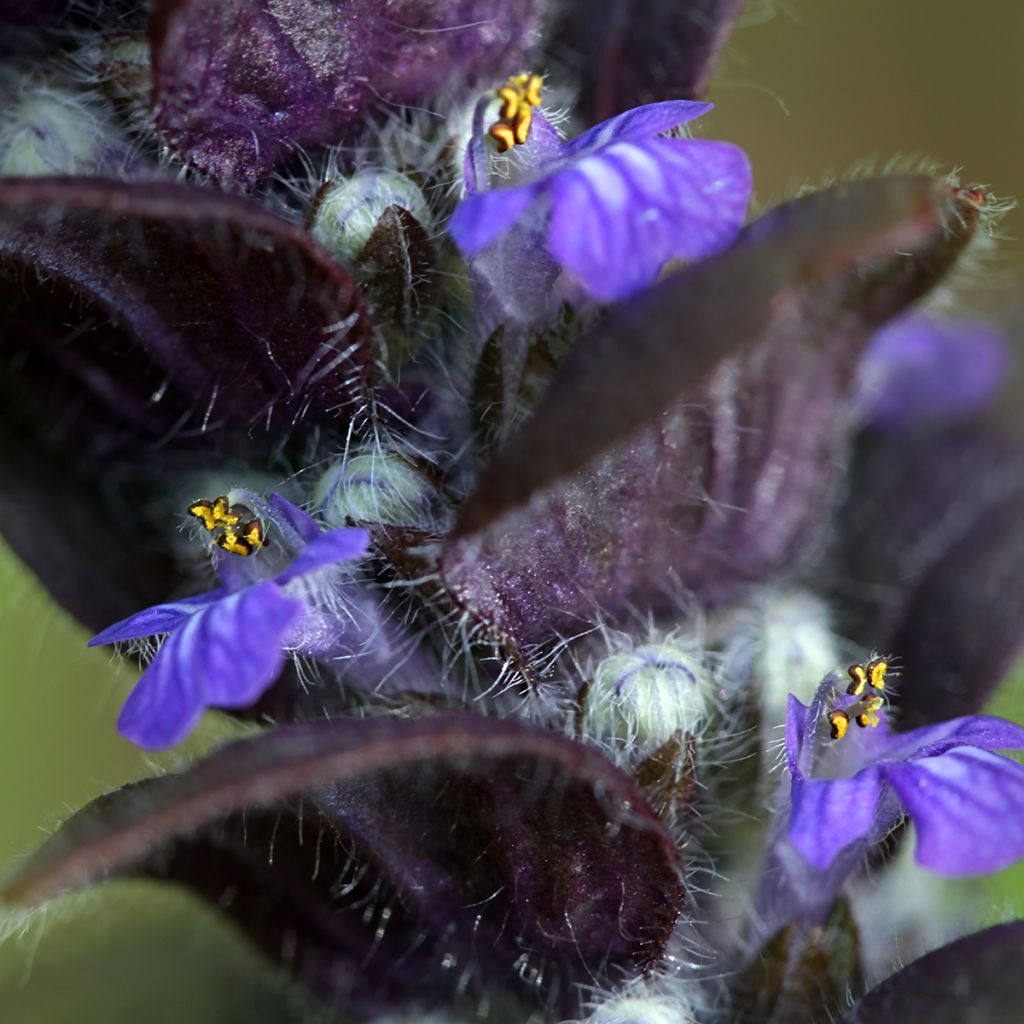 Ajuga pyramidalis - Bugle pyramidale