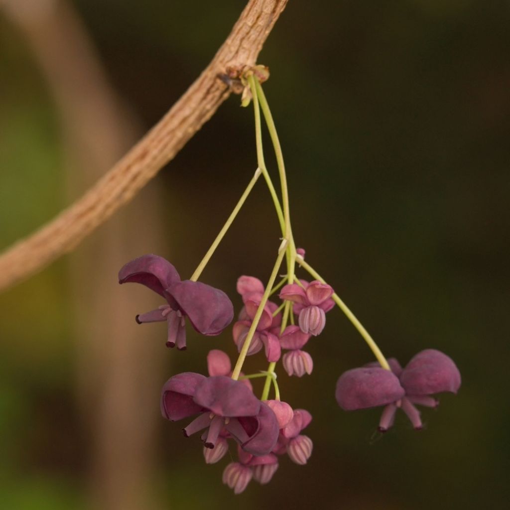 Akebia quinata - Akébie à cinq feuilles