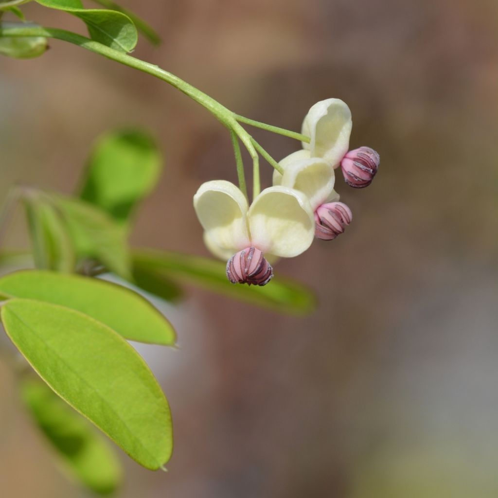 Akebia quinata Silver Bells