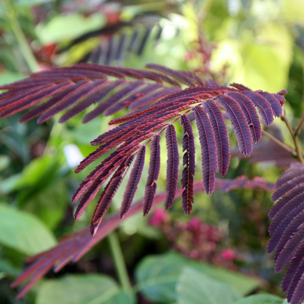 Albizia julibrissin Evey's Pride - Arbre de soie
