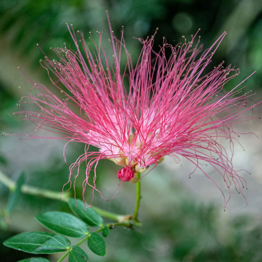 Albizia julibrissin Rosea - Arbre à soie rose