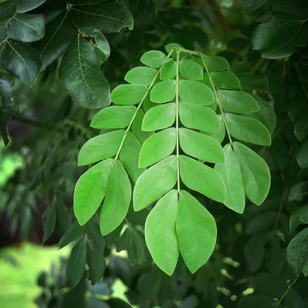 Albizia saman - Arbre à pluie