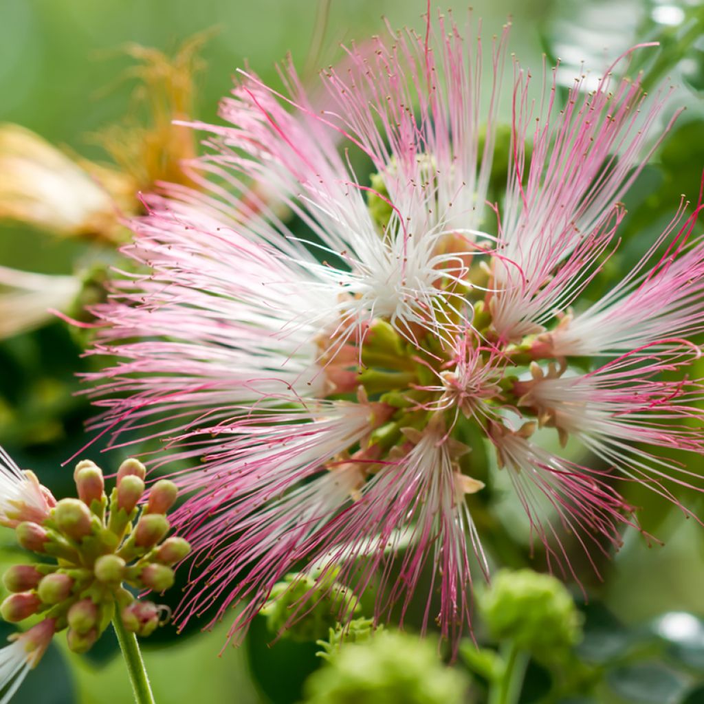 Albizia saman - Arbre à pluie