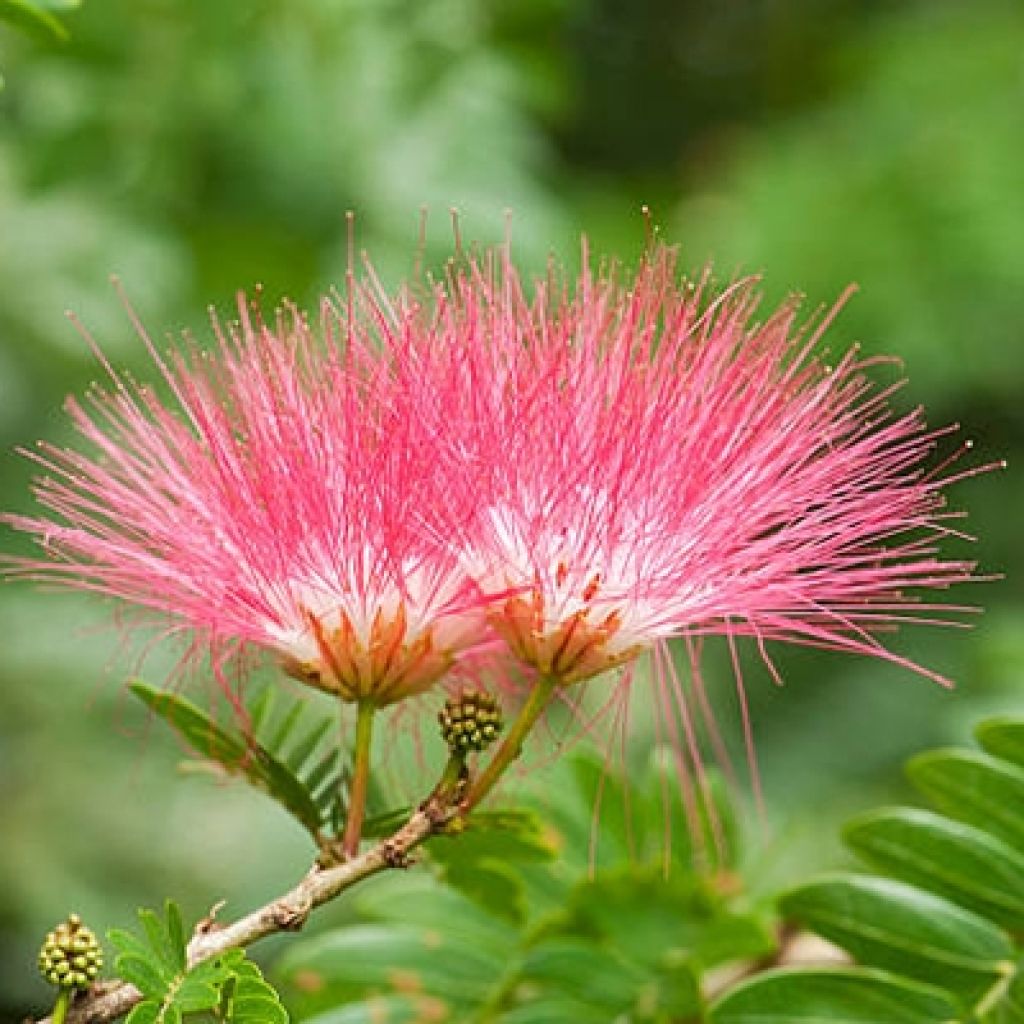Albizia julibrissin Evi's Purple - Arbre à soie