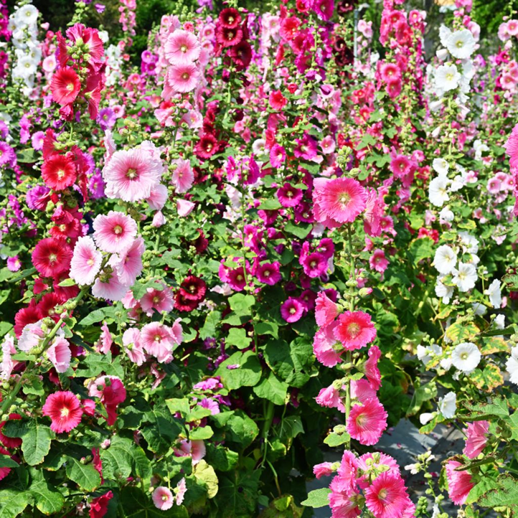 Alcea rosea Simplex - Rose Trémière en mélange