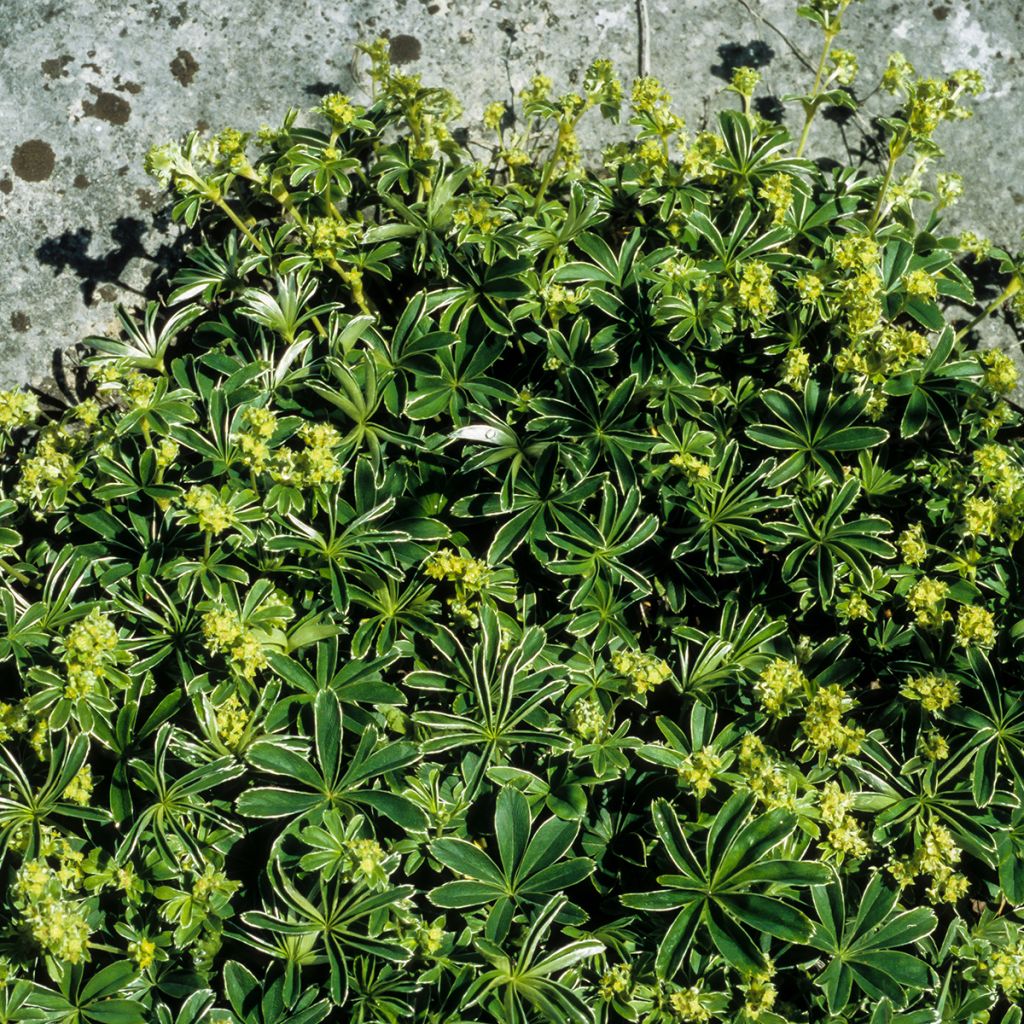 Alchemilla alpina - Alchémille des Alpes