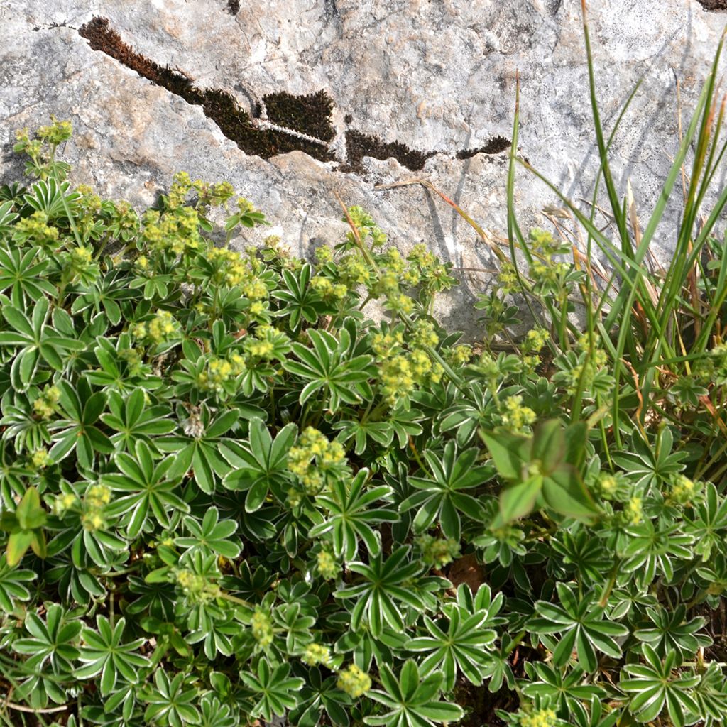 Alchemilla alpina - Alchémille des Alpes