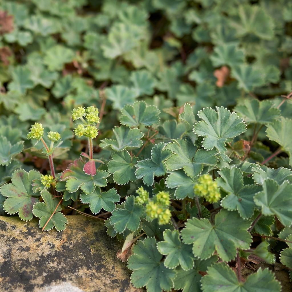 Alchemilla erythropoda - Alchémille
