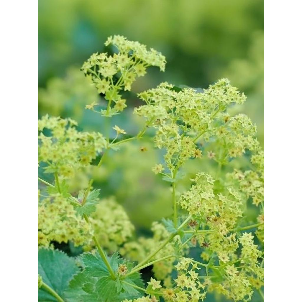 Alchemille Thriller - Alchemilla mollis
