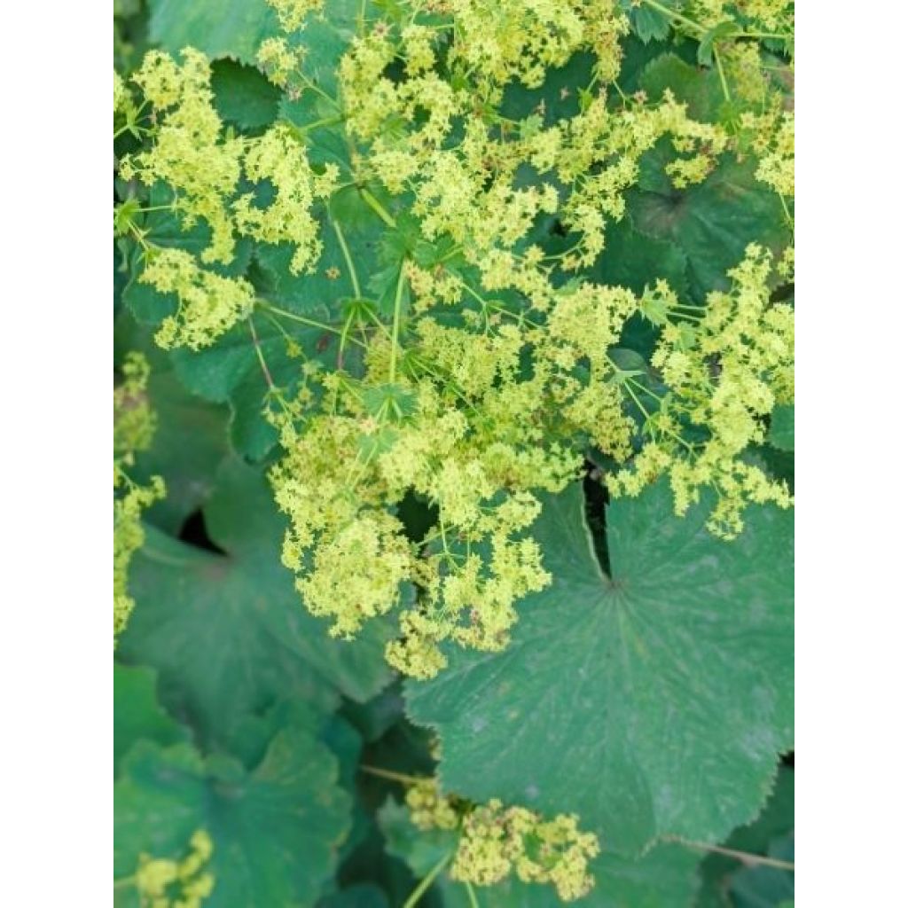 Alchemille Thriller - Alchemilla mollis