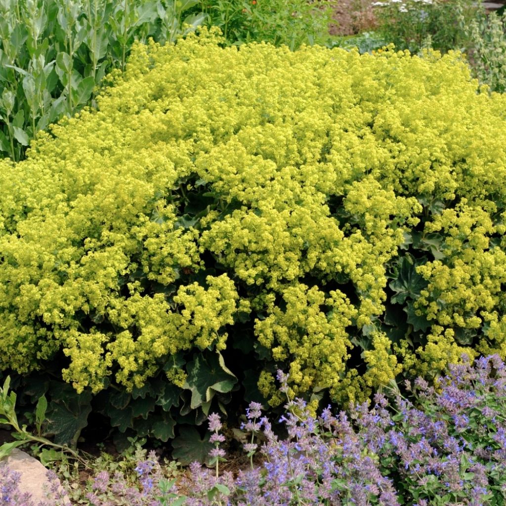 Alchémille commune - Alchemilla mollis