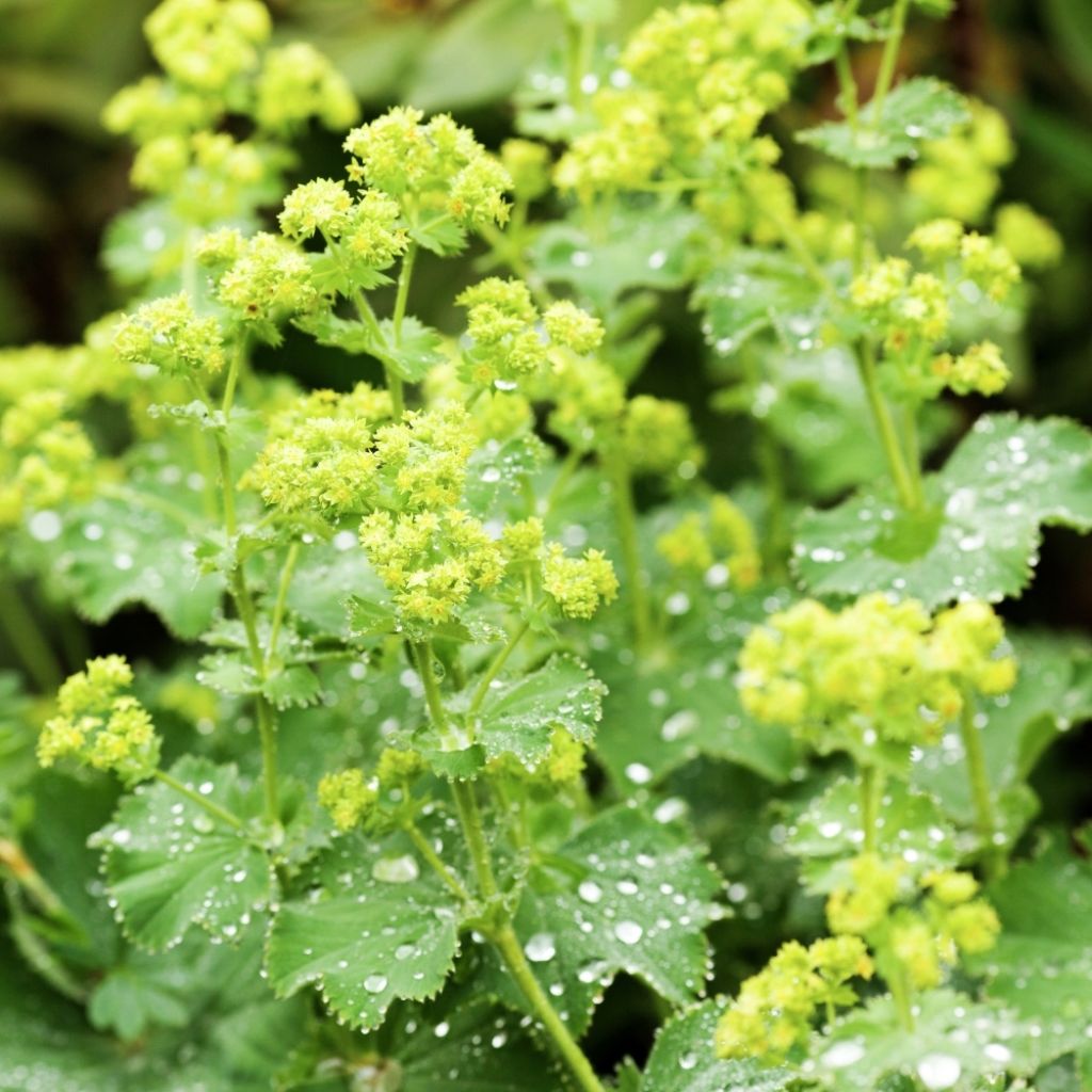 Alchémille commune - Alchemilla mollis