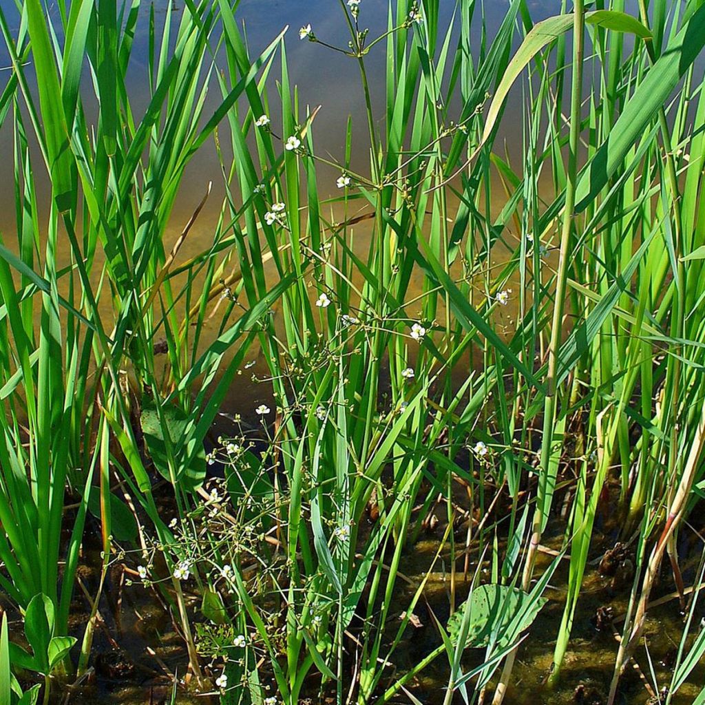 Plantain d'eau commun - Alisma plantago-aquatica