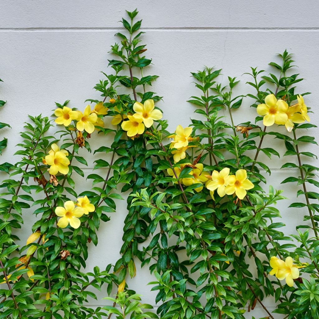 Allamanda cathartica - Trompette d'or