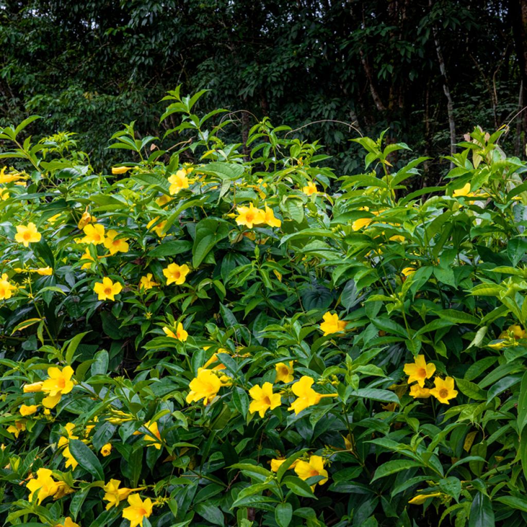 Allamanda cathartica - Trompette d'or