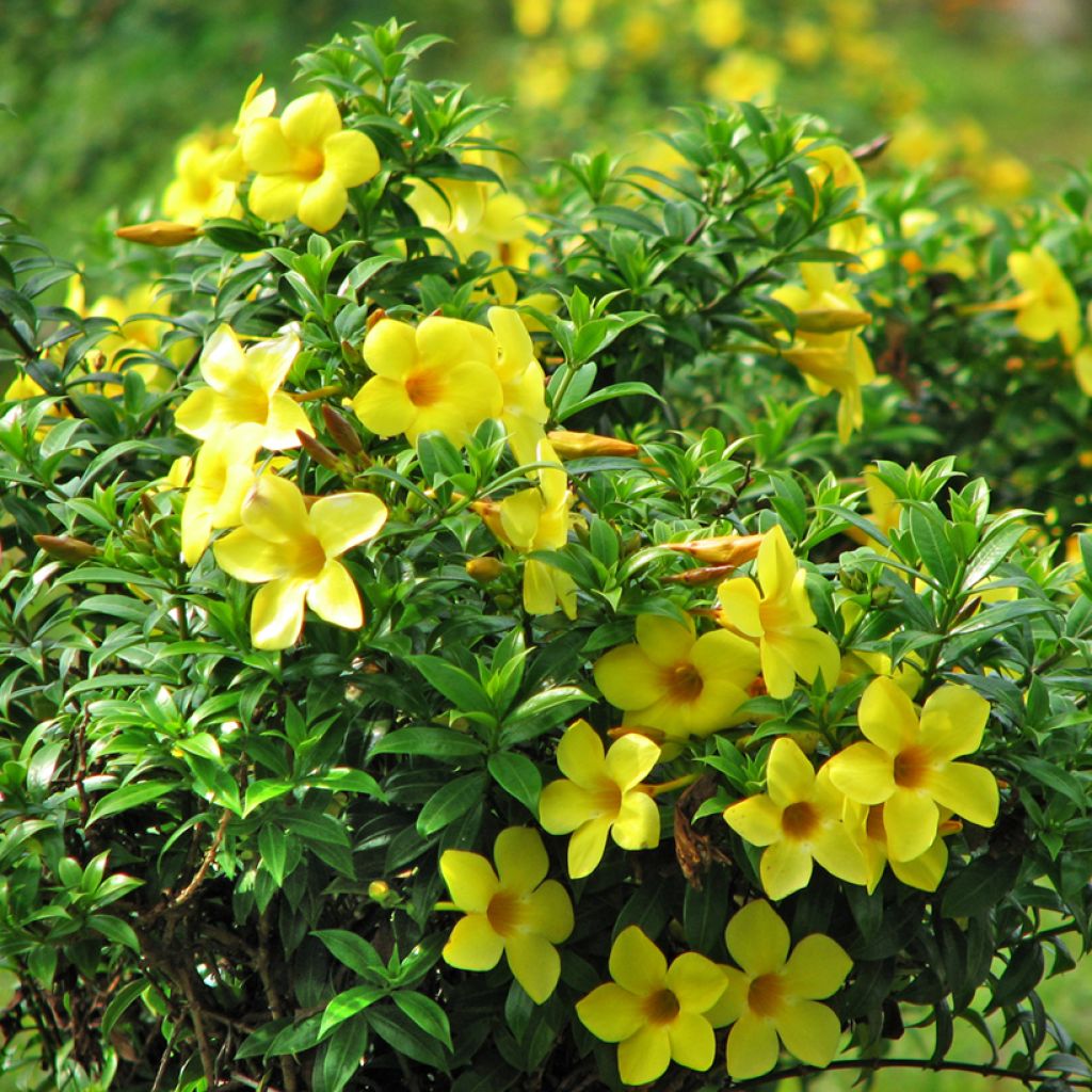 Allamanda cathartica - Trompette d'or