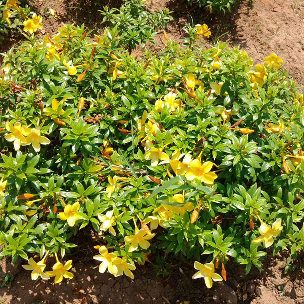 Allamanda cathartica - Trompette d'or
