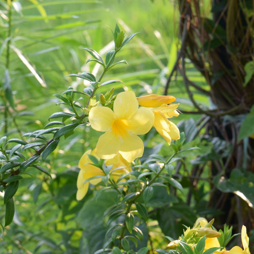 Allamanda cathartica - Trompette d'or