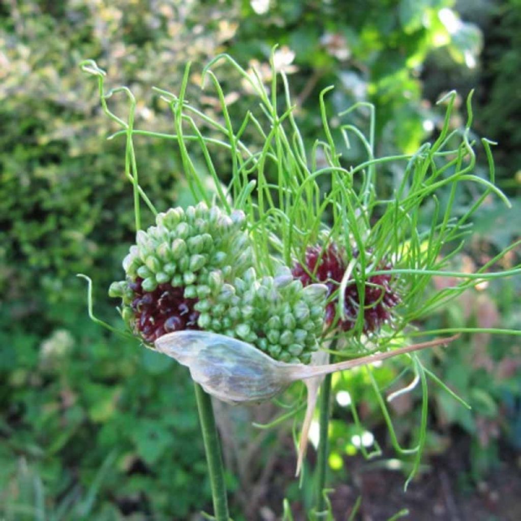 Allium Hair - Ail des vignes chevelu