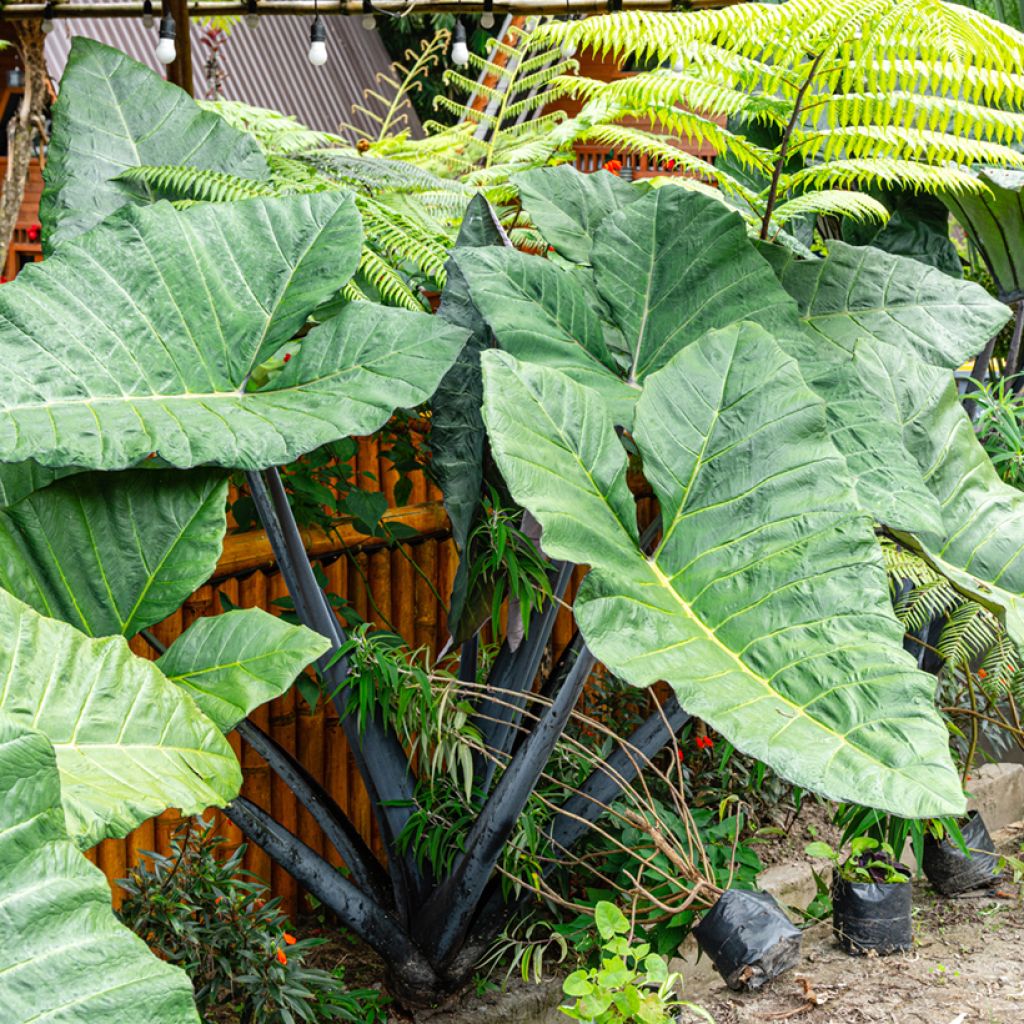 Alocasia Black Stem - Oreille d'éléphant
