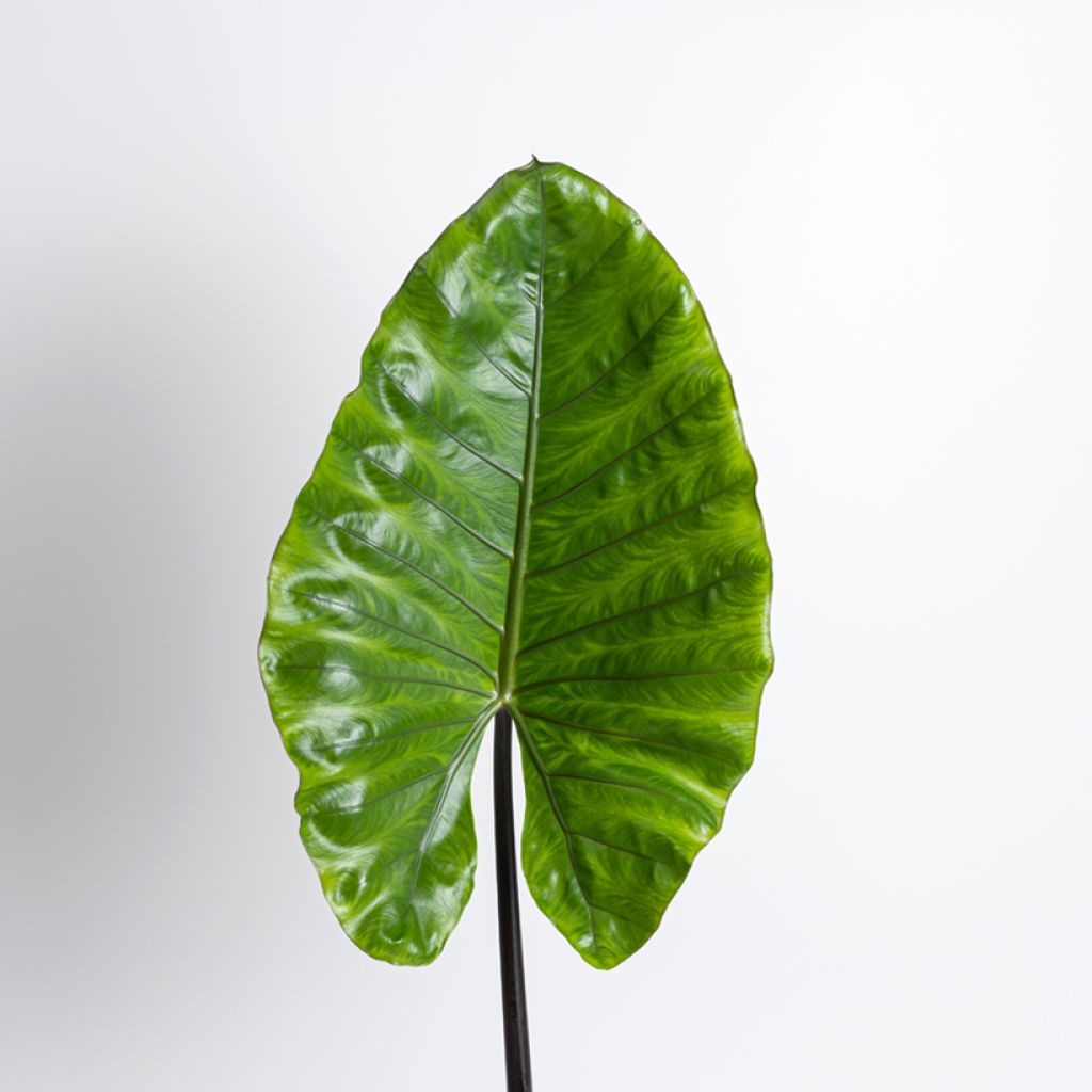 Alocasia Black Stem - Oreille d'éléphant